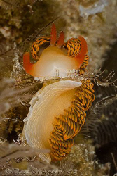 Hot off the sensor from today's dives.  Moridilla brockii... by Ross Gudgeon 